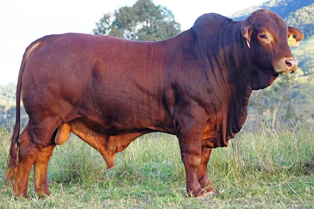 Bryvonlea Maximus